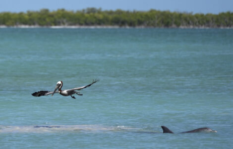 Everglades restoration would protect Florida Keys while scientists watch drought conditions
